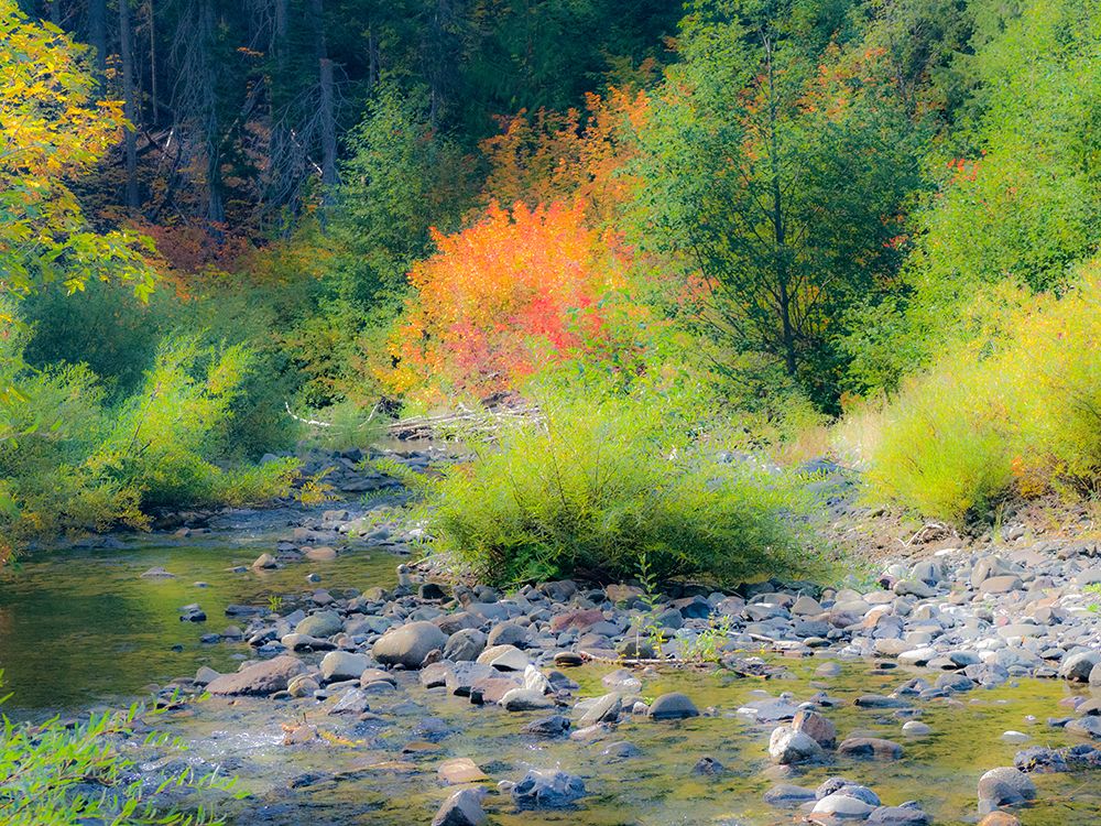 USA-Washington State-Kittitas County. Small creek surrounded by vine maples in the fall.